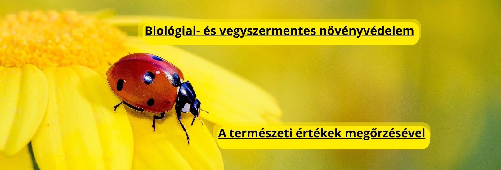 biológiai és vegyszermentes növényvédelem
