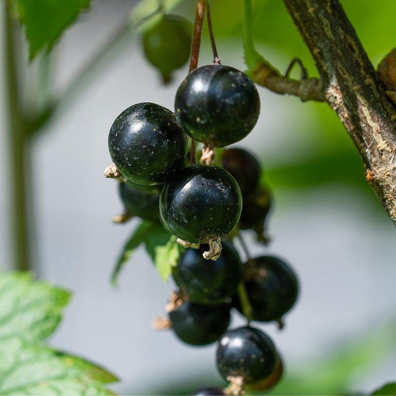 Fekete bogyójú ribiszke fajták