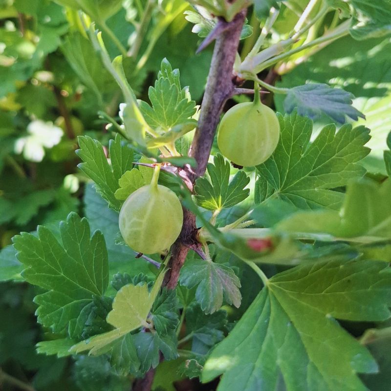 Invicta egres, köszméte bogyós cserje