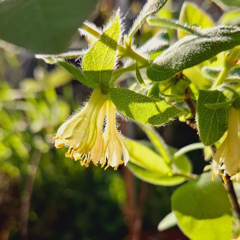 Mézbogyó virága, virágzása
