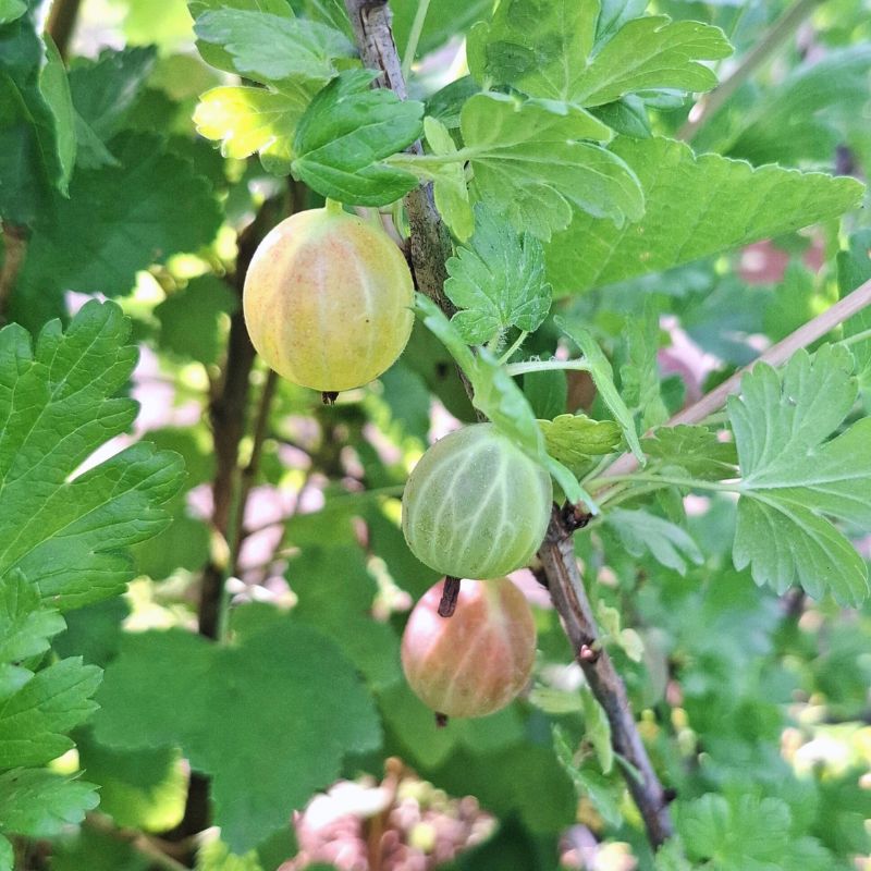 Rodnik egres, köszméte bogyós cserje