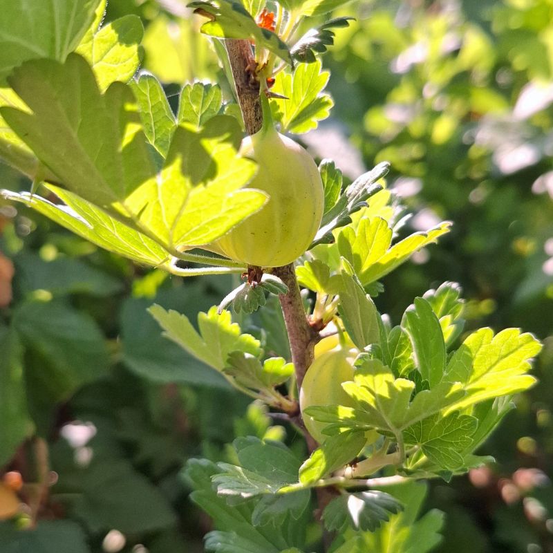 Zöld, sárga egres, köszméte bogyós cserjék